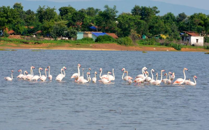 Greater flamingo found in Gondia district after 20 years | २० वर्षानंतर गोंदिया जिल्ह्यात आढळले ग्रेटर फ्लेमिंगो