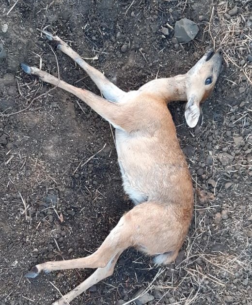 Dogs kill deer in search of water | पाण्याच्या शोधार्थ भटकणाऱ्या हरणास कुत्र्यांनी केले ठार