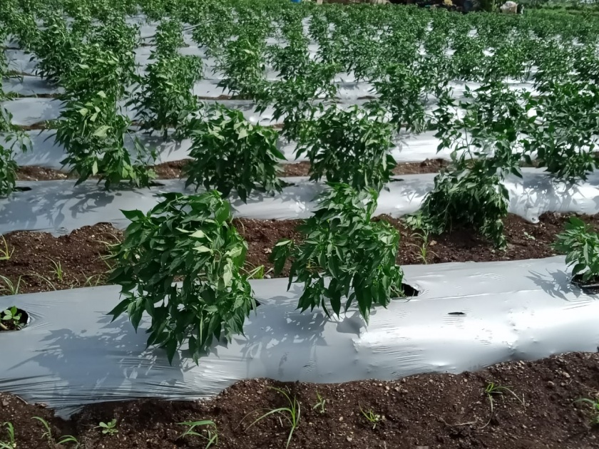 Increase in vegetable cultivation area in Yeola taluka | येवला तालुक्यात भाजीपाला लागवड क्षेत्रात वाढ