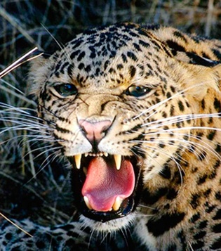 Leopard attack on goat | बिबट्याचा शेळीवर हल्ला, शेतकऱ्यांत भीती