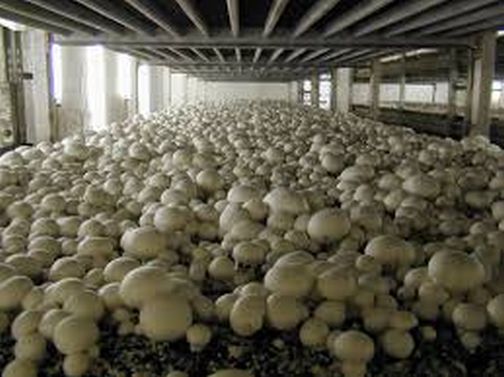 Now there will be organic farming of mushrooms in Akkalkuwa too | आता अक्कलकुव्यातही होणार मशरूमची सेंद्रीय शेती