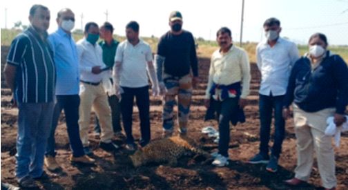Leopard dies on Dhule-Nandurbar district border | धुळे-नंदुरबार जिल्हा सीमेवर बिबट्याचा मृत्यू