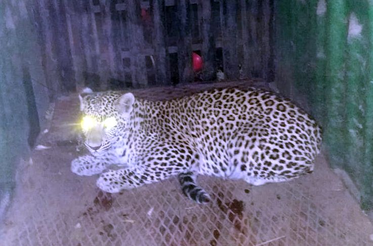A male leopard is trapped in a cage in Samangaon | सामनगावला नर बिबट्या अडकला पिंजऱ्यात