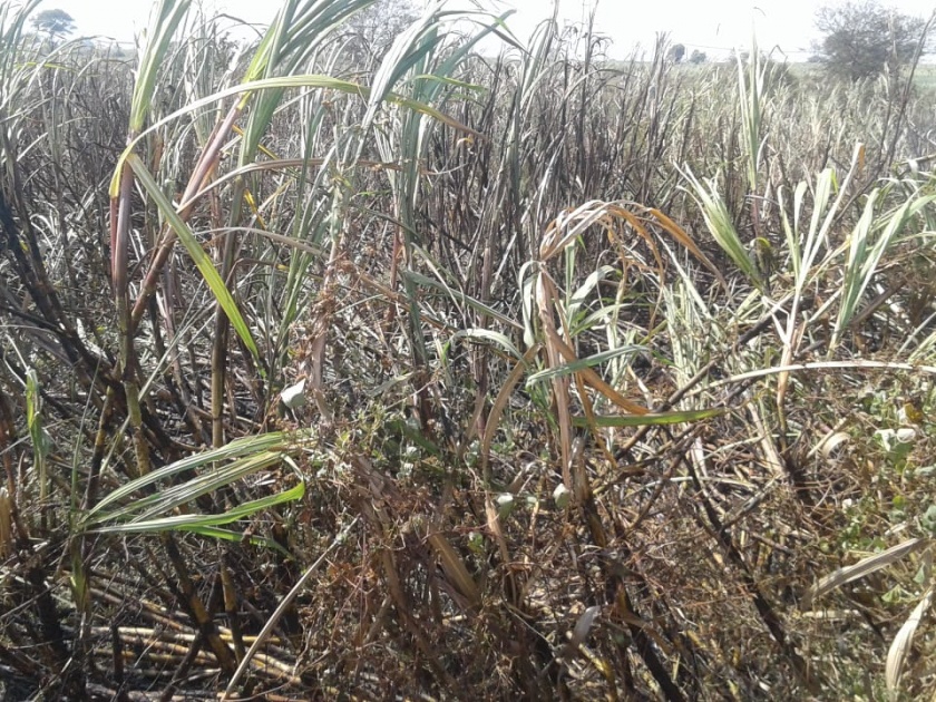 Due to short circuits, one half acres of sugarcane burns | शॉर्टसर्किटमुळे दीड एकर ऊस जळुन खाक