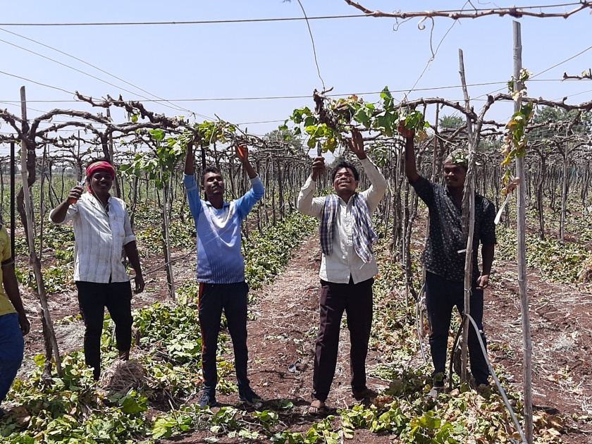 Accelerate pruning of vineyards | द्राक्ष बागांच्या खरड छाटणीला वेग