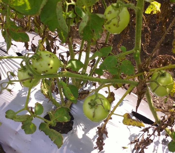 Roll out the tomato crop | टोमॅटो पिकाला करपा रोगाचा विळखा