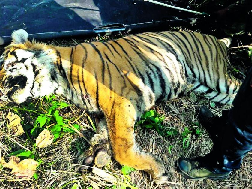 Tiger case episode; Question mark on the silence of Honorary Wildlife Guard | वाघ मृत्यू प्रकरण; मानद वन्यजीव रक्षकांच्या चुप्पीवर प्रश्नचिन्ह