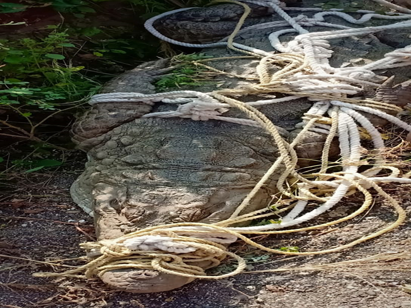 Daddy ... a crocodile weighing 5kg was left in the forest area of Ujjain | बाप रे...११० किलो वजनाची सापडलेली मगर उजनीलगतच्या वनक्षेत्रातच सोडली 