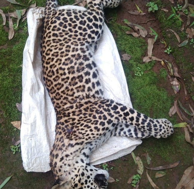Leopards killed in forest vehicle collision at Kavanai-Raibe | कावनई-रायबे येथील वनक्षेत्रालगत वाहनाच्या धडकेमुळे मृत बिबट्या