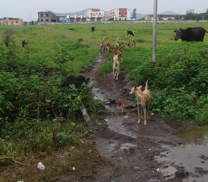  Helpless dogs rally in the village of Wilhole | विल्होळी गावात बेवारस कुत्र्यांची जत्रा
