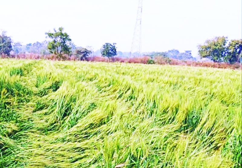 Occasional rains hit crops in Washim | अवकाळी पावसाचा पिकांना जबर फटका