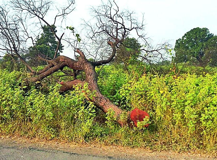 Illegal tree cover on the Deoli-Pulgaon road | देवळी-पुलगाव मार्गावर अवैध वृक्षकटाई