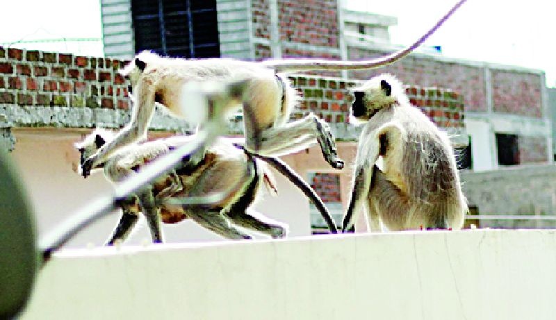 Monkey's Haidosay Sailkars Stranded | माकडांच्या हैदोसाने सेलूकर त्रस्त