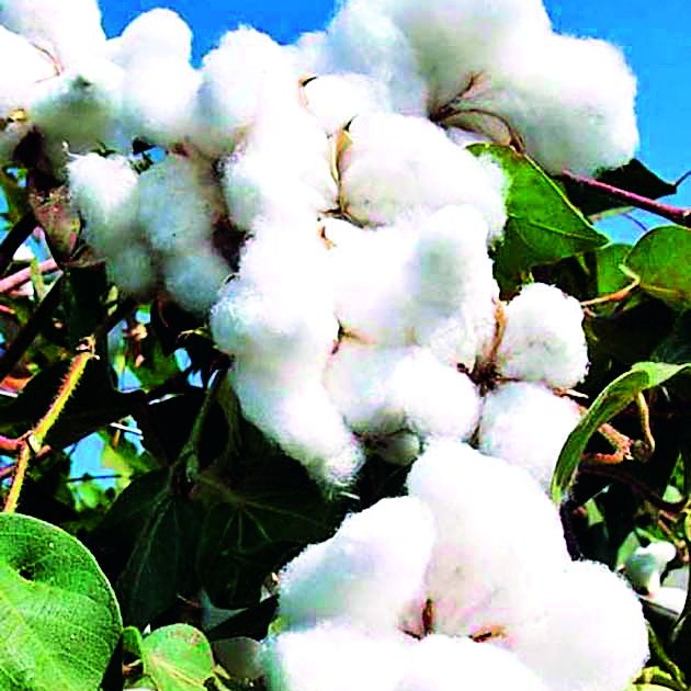 Fluctuating cotton farmers worry about | कापूस दरात चढ-उतार शेतकरी चिंताग्रस्त