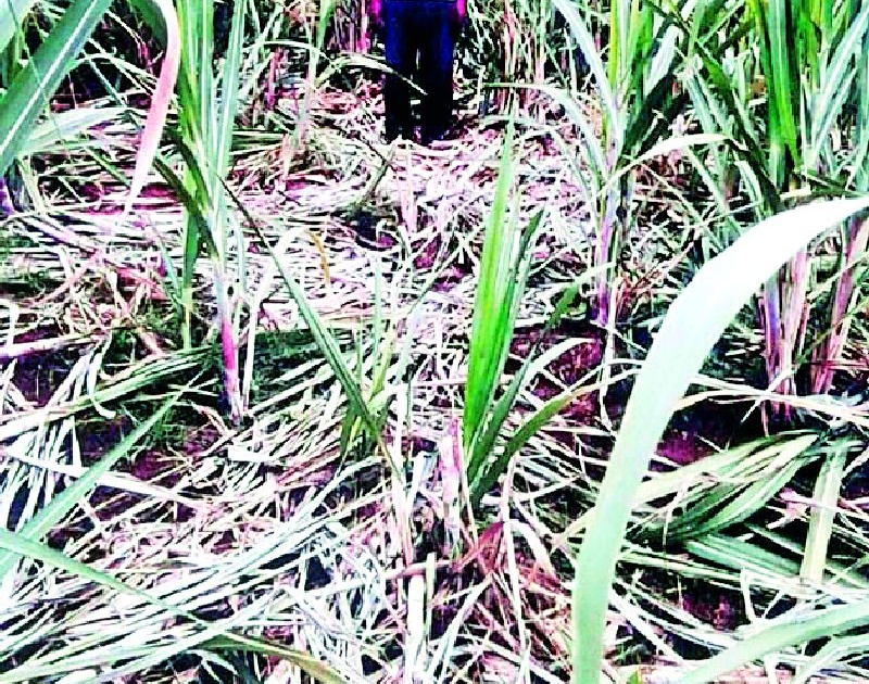 Harvesting of sugarcane crop from wild animals | वन्य प्राण्यांकडून ऊस पिकाची नासाडी
