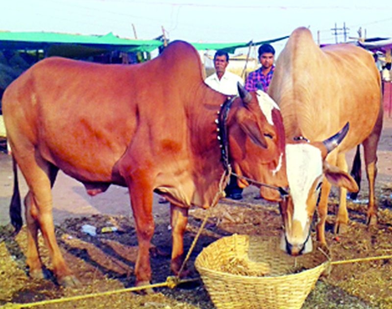 Buying and selling of oxen in Pandharkavad closed | पांढरकवडात बैलजोडींची खरेदी-विक्री बंद