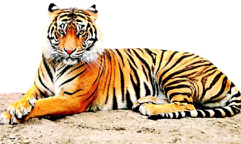Tigers from Tipeshwar to Marathwada, Telangana | टिपेश्वरमधील वाघ मराठवाडा, तेलंगाणात पर्यटनाला