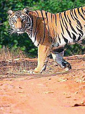 Tigers stopped in agriculture | वाघाच्या दहशतीने शेतीकामे थांबली