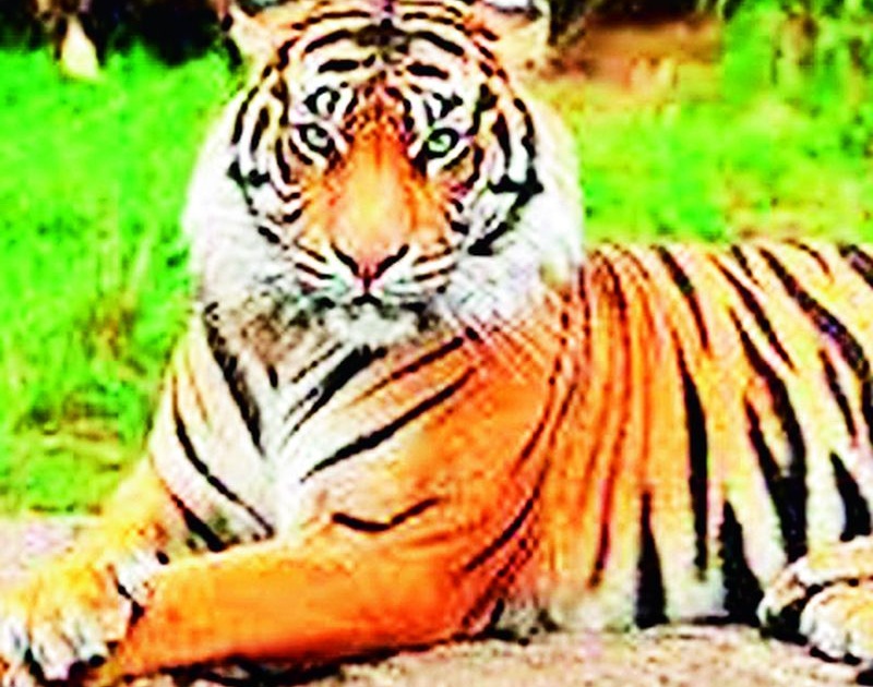 Three tigers from Tipeshwar infiltrated Marathwada | टिपेश्वरमधील तीन वाघांनी मराठवाड्यात केली घुसखोरी