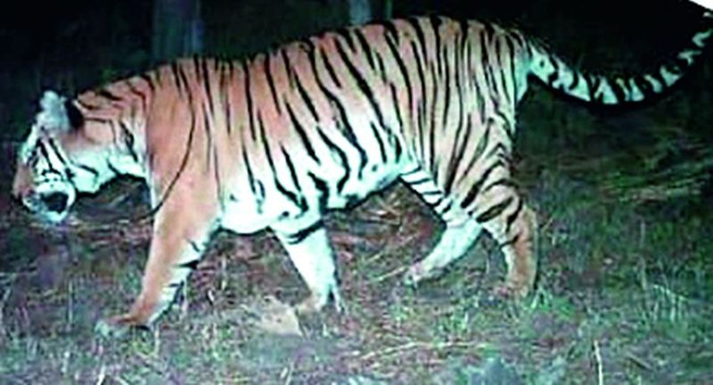 Tadoba's 'Tiger' is making an entry as the number of tigers in Bor Tiger has increased? | बोर व्याघ्रात वाघांची संख्या रोडावल्याने ताडोब्यातील ‘टायगर’ करताहेत एन्ट्री?