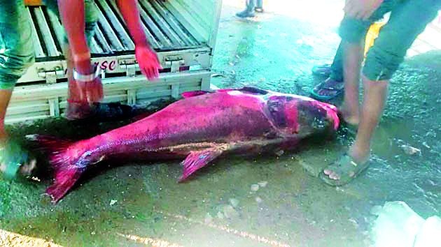 52 kg fish found in Upper Wardha dam | अप्पर वर्धा धरणात सापडला ५२ किलोचा मासा