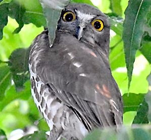 The rare owls found in the town of Yavatmal | यवतमाळ शहराच्या मध्यवस्तीत आढळले दुर्मिळ बहिरी घुबड