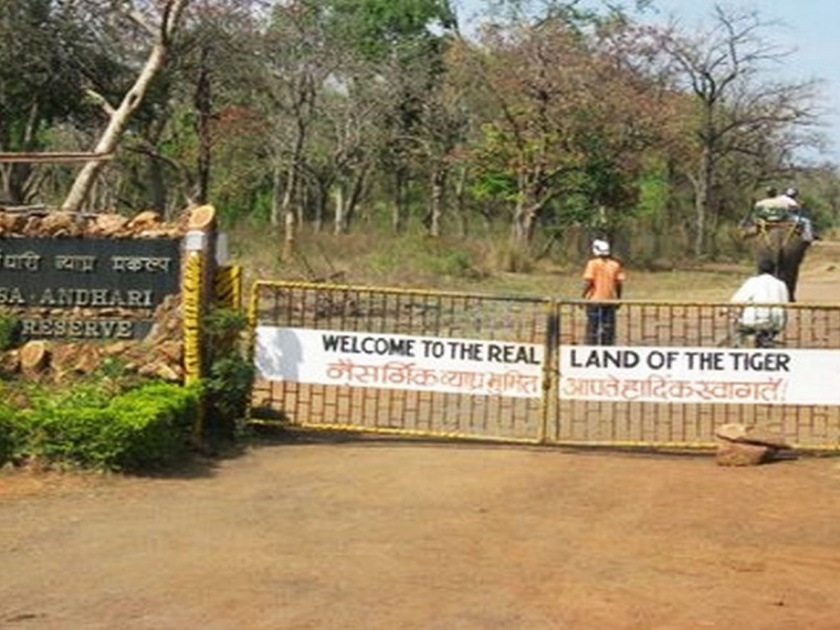 In Tadobae Andheri Tiger Reserve, the gender parity was denied by the work | ताडोबा अंधारी व्याघ्र प्रकल्पात लिंगभेद करून कामाची समानता नाकारली