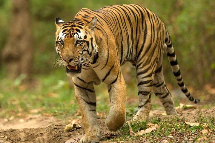 This year, the Tadoba-Andhari Tiger Reserve will remain closed for the monsoon | यंदा पावसाळ्यात ताडोबा- अंधारी व्याघ्र प्रकल्प राहणार बंद