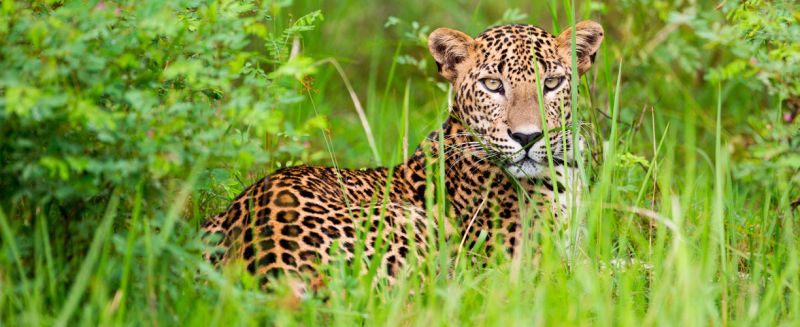 Tigers and leopard still in Nagpur area | नागपूर परिसरात वाघ आणि बिबट्याची अद्याप धास्ती