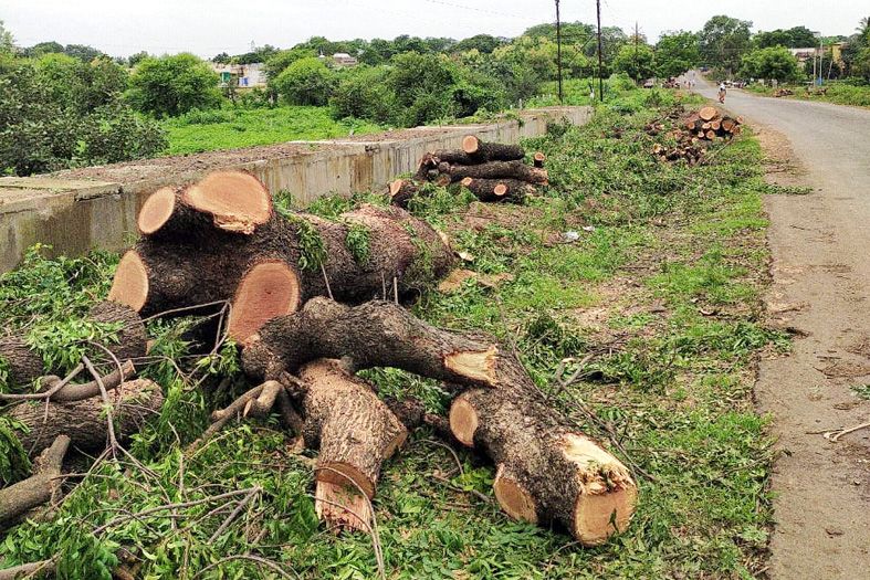 Tree felling in Sevagram, Gandhians from all over the country gathered | सेवाग्रामातील वृक्षतोड, देशभरातील गांधीजन एकवटले