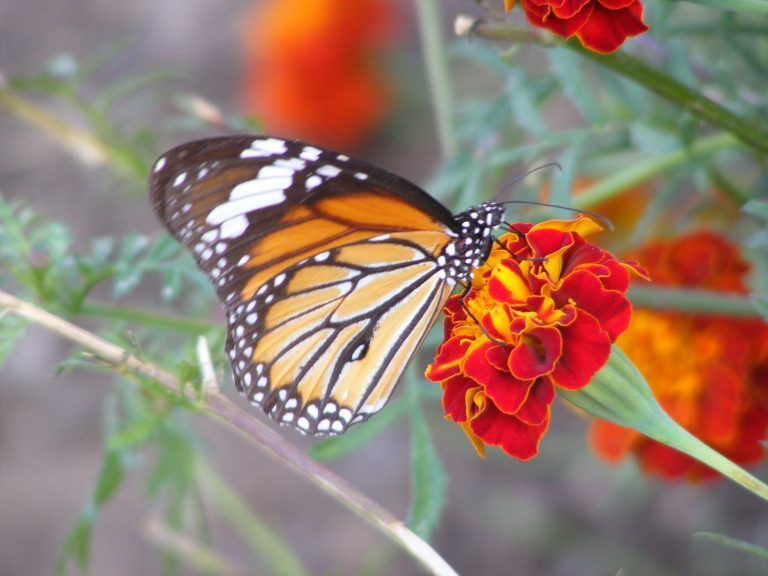yes its true! Poison hidden in the beauty of butterflies! | होय, हे सत्य आहे! फुलपाखरांच्या सौंदर्यात दडलेय विष !