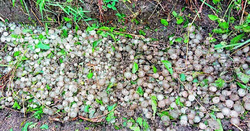 Tivasa, Morshee hailstorm | तिवसा, मोर्शीत गारपीट