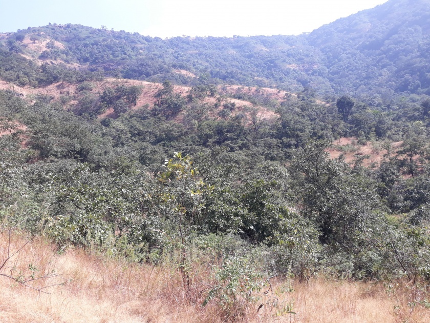 Many hills in the west are full of grass fodder, abundant reserves in Bamnoli | पश्चिमेकडील अनेक डोंगर गवत चाऱ्याने भरलेलेच, बामणोलीत मुबलक साठा