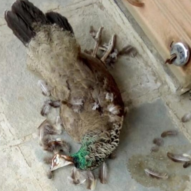 Peacock found in a siren market in the dead | सिरसाळा बाजारपेठेत मृतावस्थेत आढळला मोर