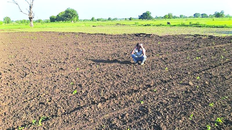 Crisis of double sowing on 688 farmers in Buldana district! | बुलडाणा जिल्ह्यातील ६८८ शेतकऱ्यांवर दुबार पेरणीचे संकट!