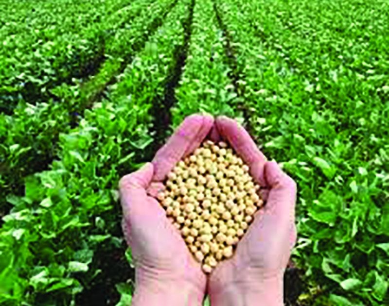 Summer soybean quantity on seed shortage | बियाणे टंचाईवर उन्हाळी सोयाबीनची मात्रा