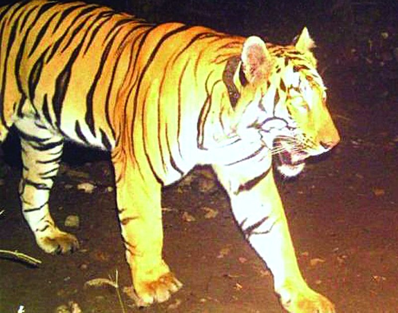 Corona efect : 'T-1C-1' tiger in Buldhana | कोरोना संसर्गाचा ‘टी-१ सी-१’ वाघालाही बसला फटका