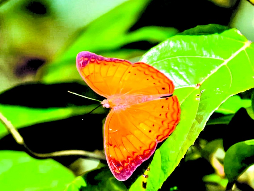A rare Tamil Yeoman butterfly found in the valley of Sahyadri | सह्याद्रीच्या खोऱ्यात आढळले दुर्मीळ तमिळ येवमन फुलपाखरू