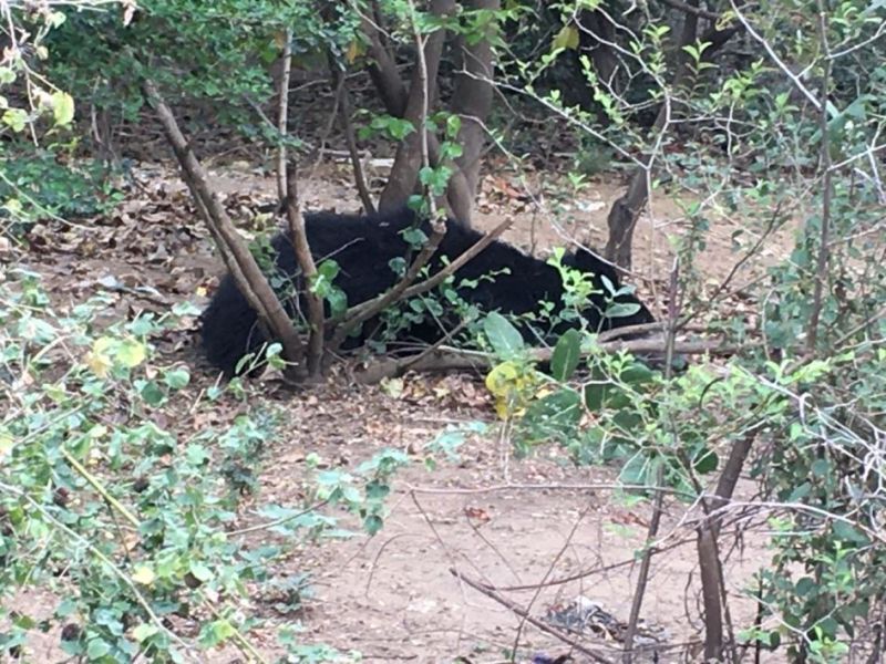 A Bear roaming for seven hours in Chandrapur city | अस्वलाचा चंद्रपूर शहरात तब्बल सात तास मुक्तसंचार