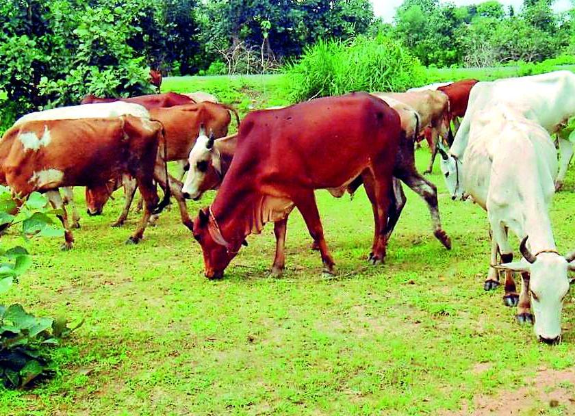 Reduction in livestock | पशुधनात होत आहे घट