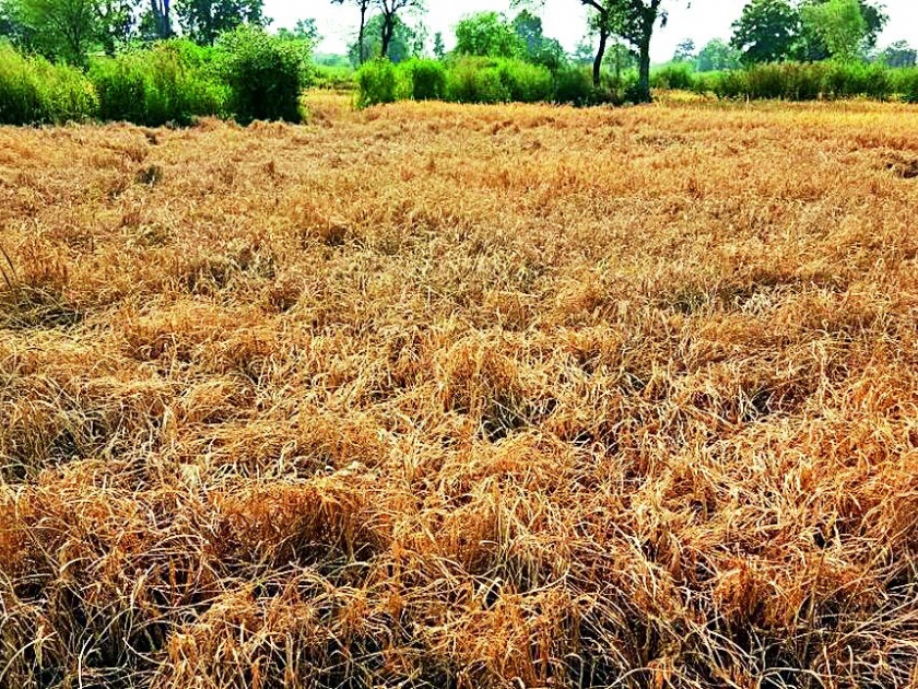 Paddy producer farmers' economic collapse | धान उत्पादक शेतकरी आर्थिक कोंडीत
