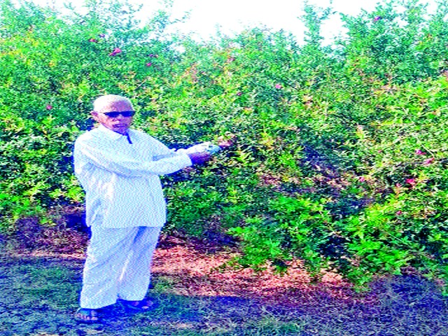 Farmers in crisis due to fungal diseases on pomegranate | डाळिंबावर बुरशीजन्य रोगांमुळे शेतकरी संकटात