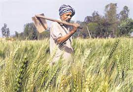 Appeal to farmers not to sow without satisfactory rainfall | समाधानकारक पाऊस पडल्या शिवाय पेरणी न करण्याचे शेतकऱ्यांना आवाहन