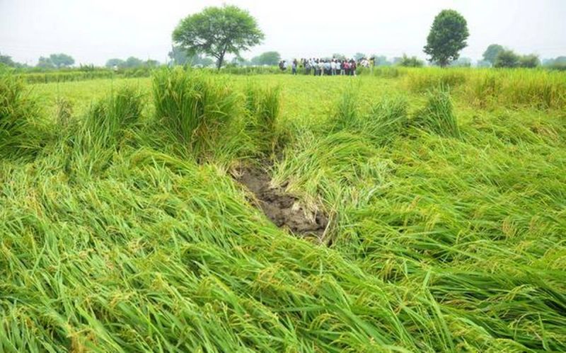 Seven hundred and fifty farmers hit by return rains in Wardha district | वर्धा जिल्ह्यात परतीच्या पावसाचा साडेसातशे शेतकऱ्यांना फटका