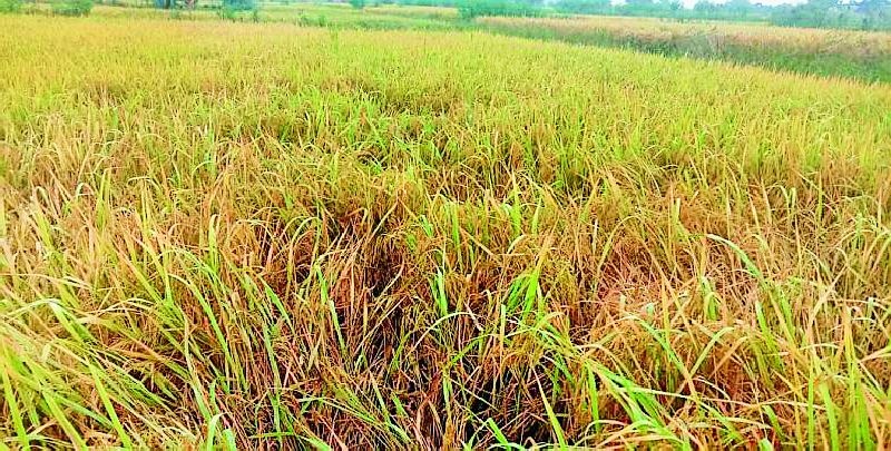 Risk of corrosive and chronic diseases in paddy in cloudy weather | ढगाळ वातावरणाने धानावर करपा व कडाकरपा रोगांचा धोका