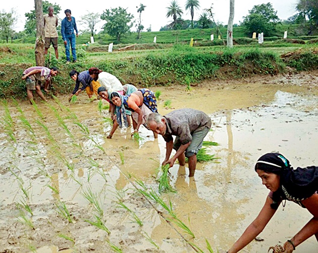 Farmers of the taluka will get benefit of Shri method | तालुक्यातील शेतकºयांना मिळणार श्री पद्धतीचा लाभ