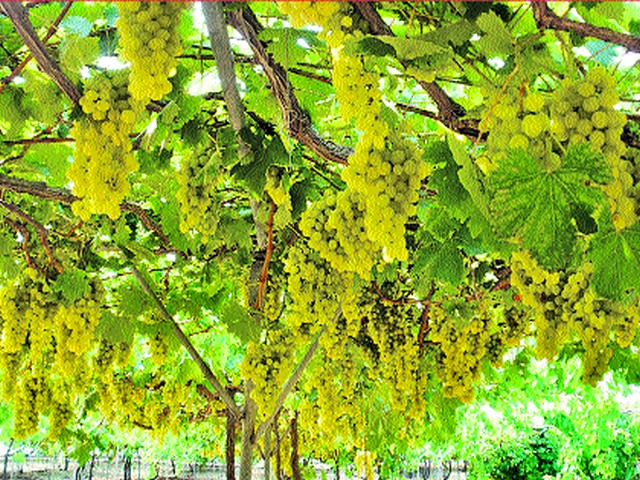 Damage to unopened vineyards | खुडा न झालेल्या द्राक्षबागांचे नुकसान