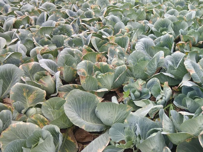 Cabbage crop on crop, spread of left-wing disease | कोबी पिकावर करप्पा, डावण्या रोगाचा प्रादुर्भाव