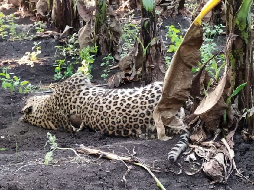 Dead leopard found in Borad Shivara | बोरद शिवारात आढळला  मृत बिबट्या