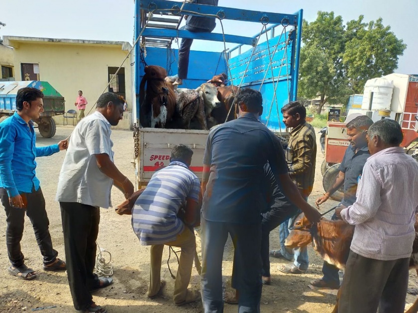 Mokat cattle seizure campaign by Jamner Municipality | जामनेर पालिकेतर्फे मोकाट गुरे जप्ती मोहीम